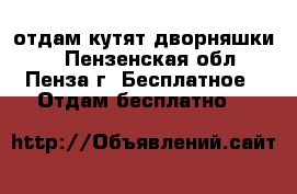 отдам кутят дворняшки.  - Пензенская обл., Пенза г. Бесплатное » Отдам бесплатно   